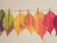 Autumn Glow Treatment